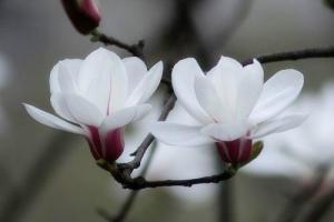 白玉兰花的寓意是什么花语介绍种白玉兰有风水讲究吗