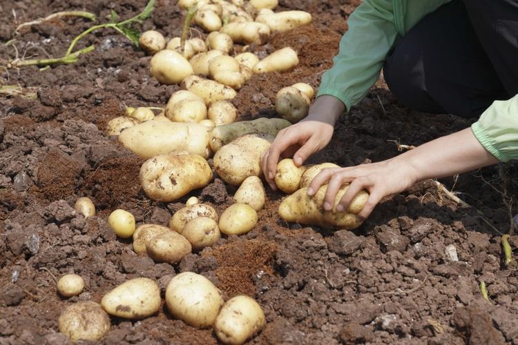 薯你会玩西南大学同学们种的土豆丰收了开挖