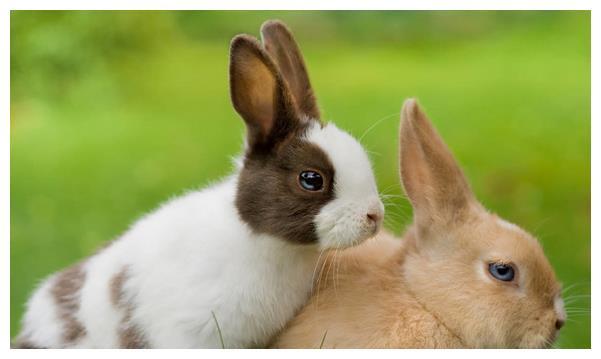 2,87兔子今年运势如何:年出生的,属兔,求今年运势!