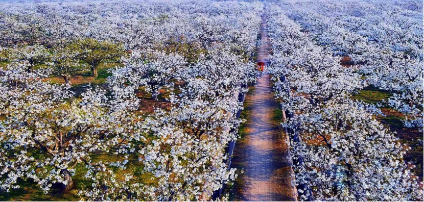 安徽热门赏花地砀山梨园千树雪相约一起白头