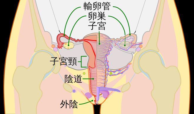 还能生育吗少了一个输卵管的危害