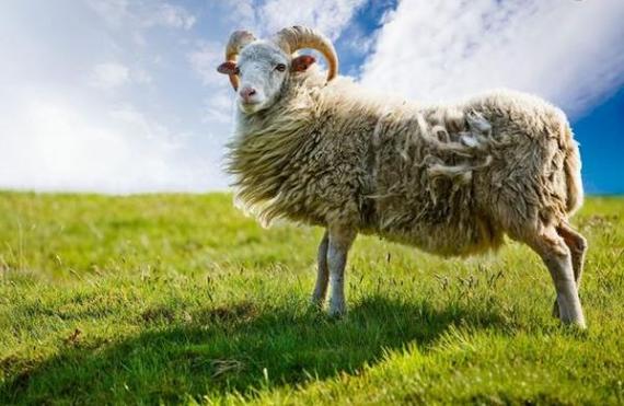 你家有属羊的生肖吗?特别是79年的