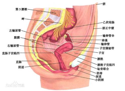 女人阴道是什么样子的图片科普阴部真实构造解剖结构图