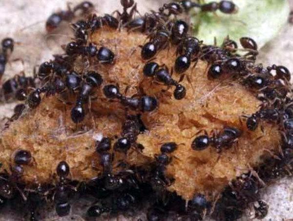 家里招蚂蚁预示着什么 家里有蚂蚁怎么治