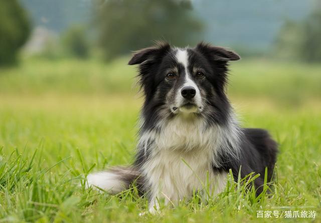 世界上最容易训练的狗狗,德国牧羊犬排名第二,第一名大家都熟悉