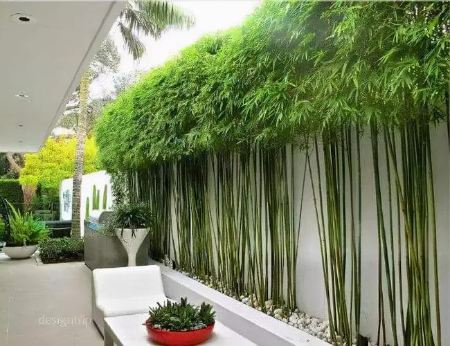 30款庭院竹子设计案例,供你参考