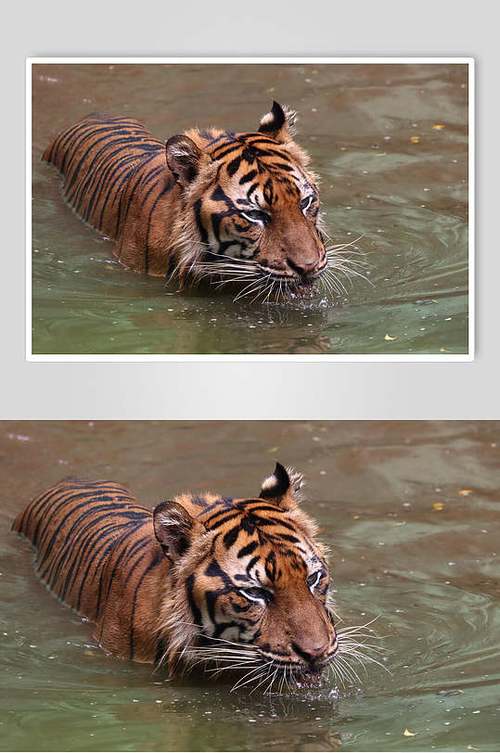 水里的游泳老虎高清图片