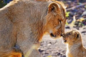 狮子妈妈关爱狮子崽