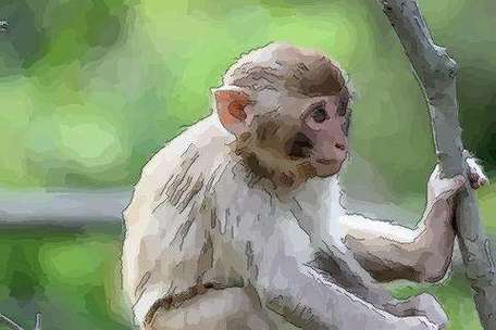 今日运势猴女话题属猴人今日运势总运程生肖猴在2023年庚子鼠年里因为