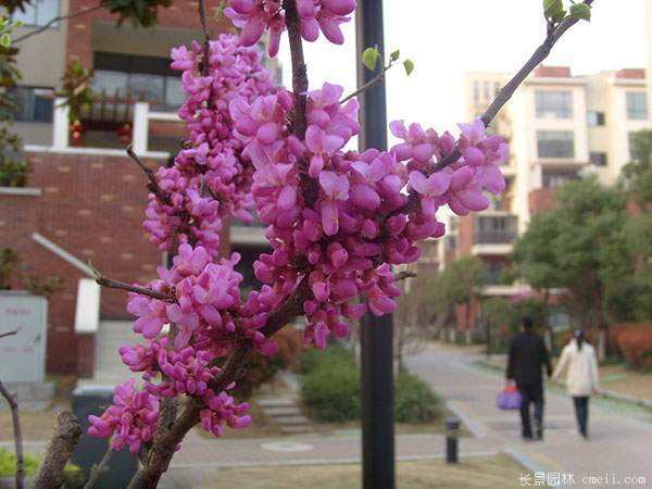 紫荆树与紫薇树的区别照片
