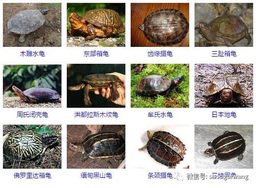 龟的品种大全(235个品种)