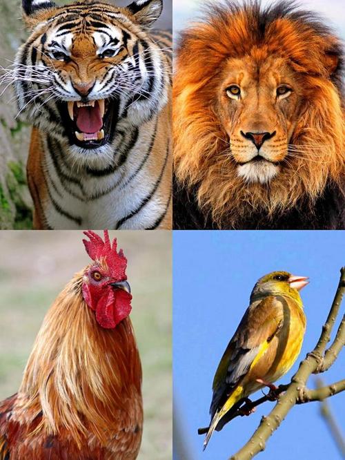 狮子是什么生肖 狮子是什么动物?