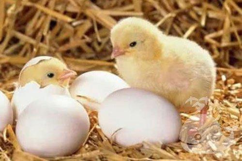 怀孕梦见鸡蛋出小鸡是什么意思