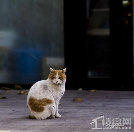 他们在城市里流浪,或许它们曾经也是被主人宠爱着,但现在它们胆战心惊