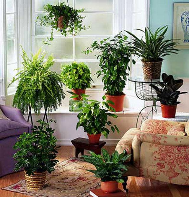 别墅装修超全的室内植物摆放风水