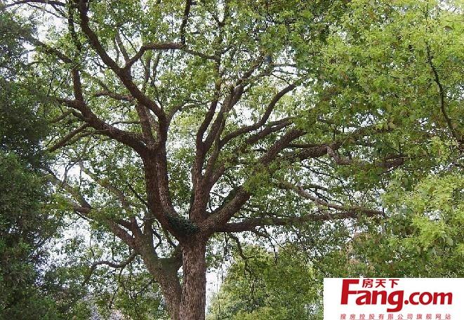 香樟树在家具风水中的功用樟树根的好处与意义樟树风水禁忌