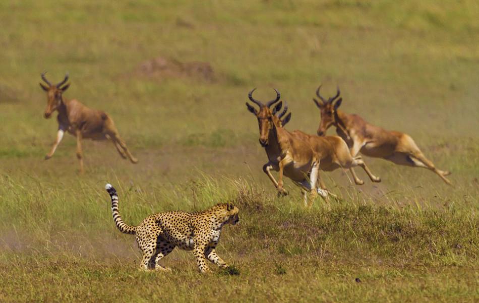 镜头中,凶猛的猎豹伺机而动,猛烈进攻却遭遇大羚羊拼命逃奔,最后这场