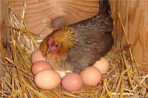 女人梦见母鸡下蛋,会很快怀孕.