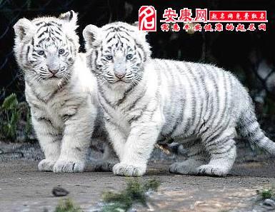 梦见白色老虎是什么意思
