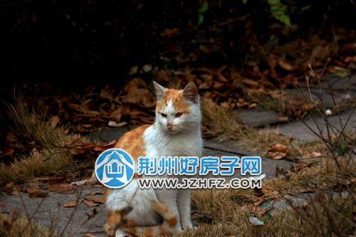 一,流浪猫上门不走