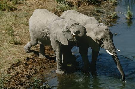 大象喝水图片