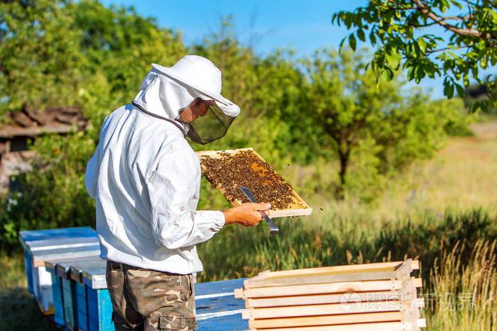 养蜂人正在养蜂场和蜜蜂一起工作一个穿着防护工作服的年轻人在阳光
