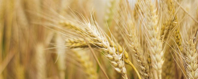 农业头条 种植头条麦穗在东西方文化中,都有着非常重要的含义,麦穗