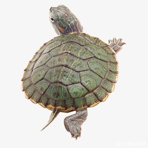 巴西龟虽然是外来物种,五彩的颜色是不是也很讨人喜欢呢?