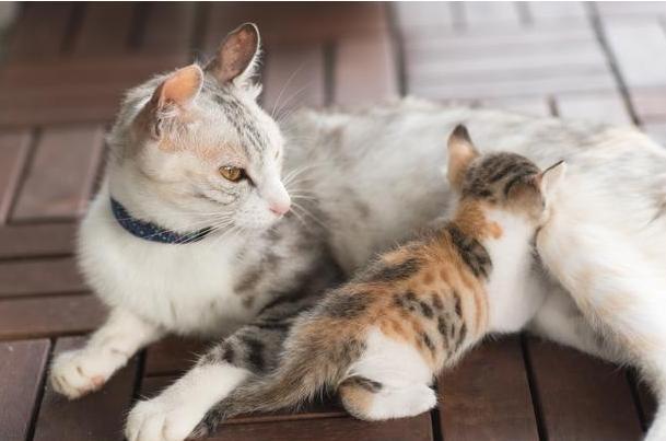 母猫生下幼崽后经常会残忍吃掉可能因为这几个原因
