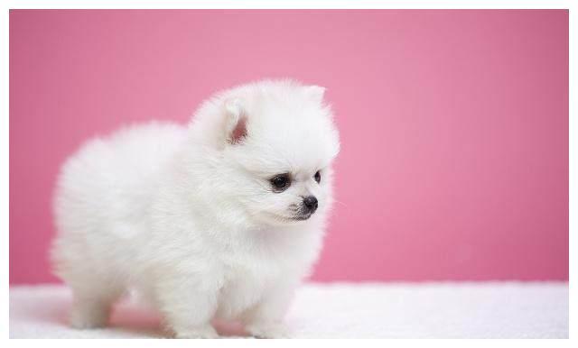 纯白的狗都有什么品种白色的小狗有哪些品种十大白色的宠物狗