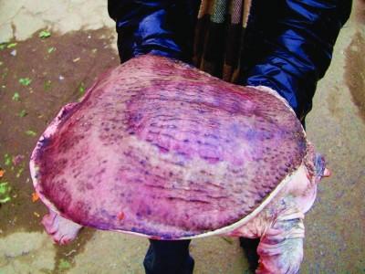 南京居民捡到一只甲鱼 体如盆大浑身粉红色(图)
