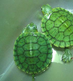 巴西龟~!市面上常见的绿色龟是巴西龟~!