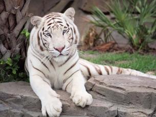梦见白老虎是什么意思_梦见很多白老虎是什么预兆