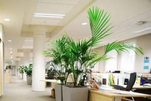 职场风水:办公室摆这些植物准没错