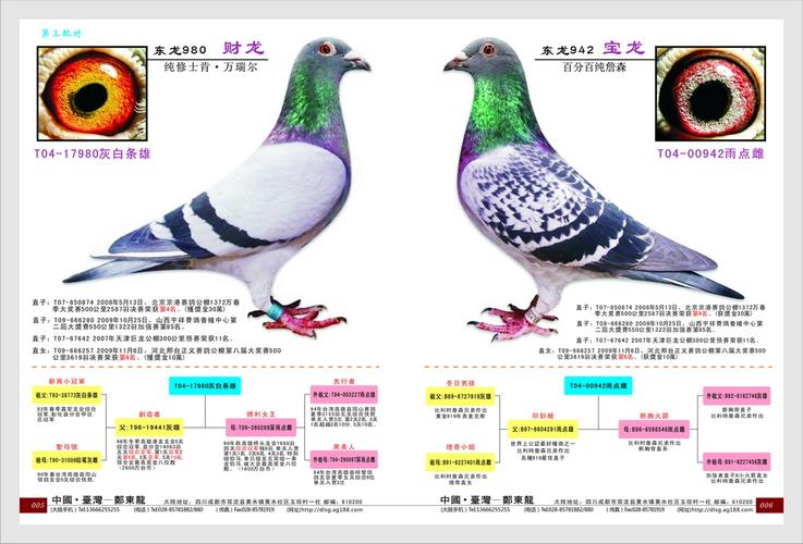 东龙第 三配对 财龙配宝龙_台湾东龙赛鸽育种中心-中信网爱鸽商城