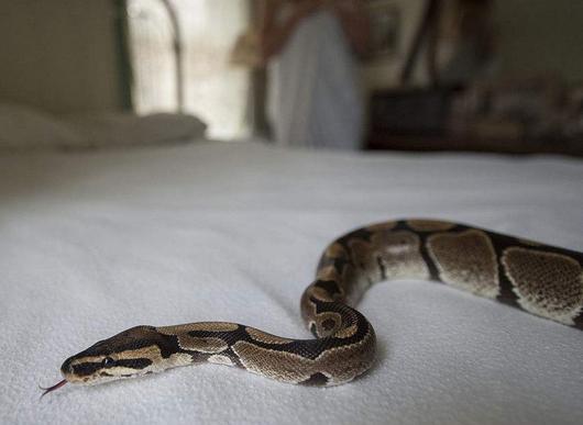 梦见蛇在自己床上