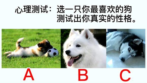 性格测试:选一只你最喜欢的狗狗,测试出你真实的性格-其他视频-搜狐