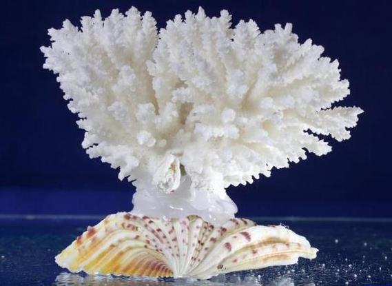 白珊瑚的功效与作用是什么-白珊瑚知识
