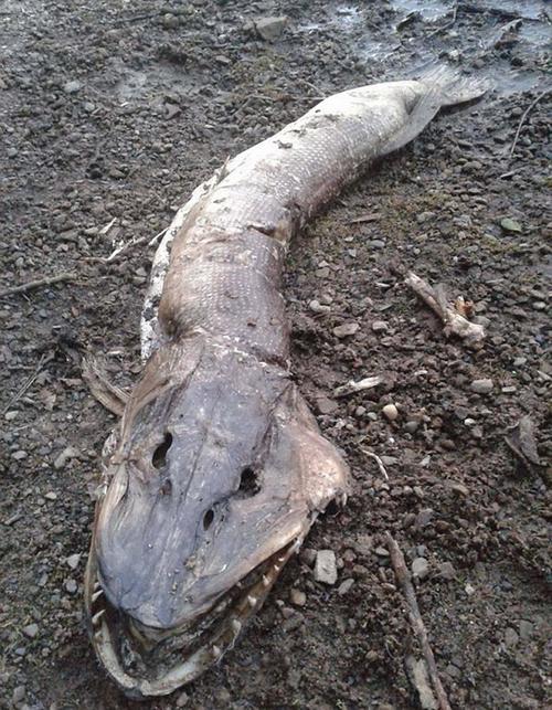 英国惊现巨型湖怪尸体疑为古老水下生物