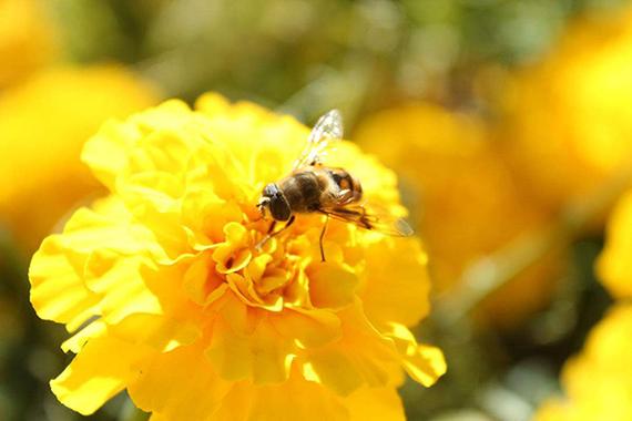 梦见蜜蜂采蜜是什么意思?