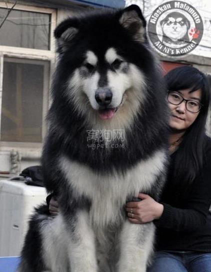 阿拉斯加巨型犬卖多少钱