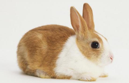 2023年属兔是什么命2023年出生人的命运