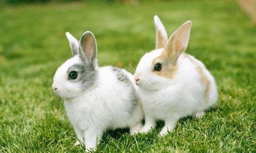 1987年生肖兔会离婚 二婚在多少岁 生肖兔的婚姻命运如何