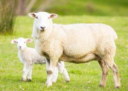 二者虽然属相相克,但从婚配的角度来看,羊和牛婚配怎么样呢?