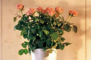 三,玫瑰花放在家里的客厅可提升运势