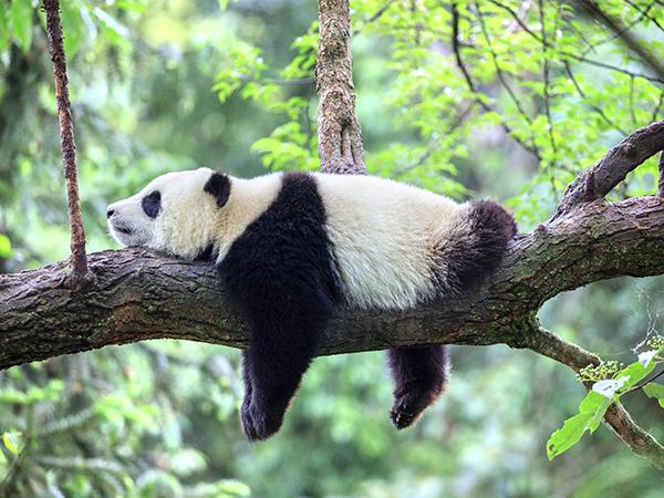 孕妇梦见熊猫征兆详解,生男生女看这里你就清楚了_家庭医生在线