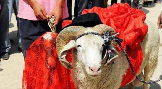 尼日利亚男子与羊结婚