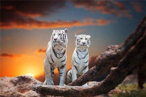 梦见两只老虎