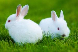 生肖兔属兔的人出生在几月运势最佳87年属兔女2024年运势