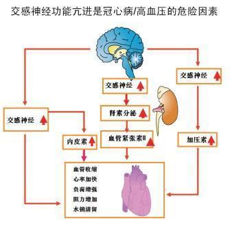 研究发现,高度焦虑与心脏自主(交感/迷走)神经活动的异常和血管内皮